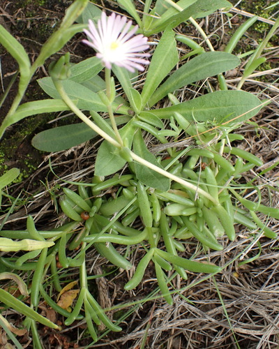 Image of Delosperma lootsbergense by (c) Nicola van Berkel, some rights reserved (CC BY-SA)