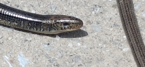 Eastern Glass Lizard observed by koamurphy