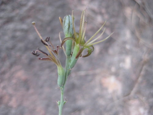 Agave pratensis