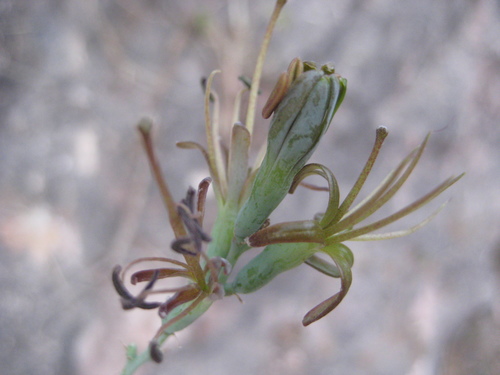 Agave pratensis