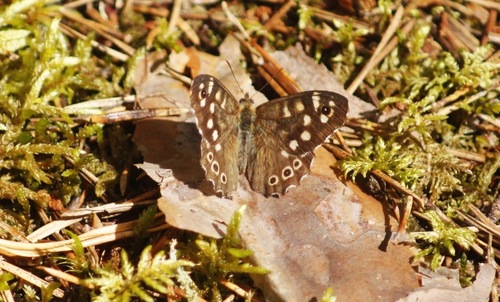 Speckled Wood