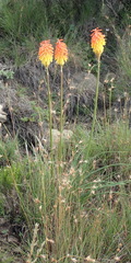 Kniphofia stricta