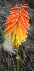 Kniphofia stricta