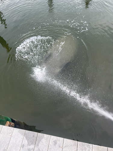 West Indian Manatee observed by turnerchallgren
