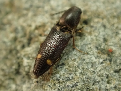 Megapenthes, 2026-08-06