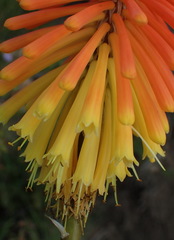 Kniphofia stricta