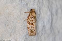 Archips georgiana