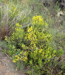 Euryops annae
