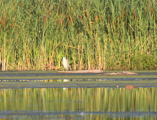 Black-crowned Night Heron