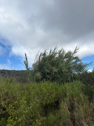 Arundo donax observed 2026-08-03