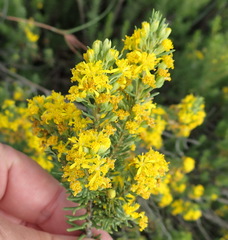 Euryops annae