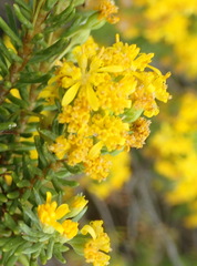 Euryops annae