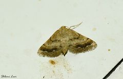 Idaea inclinata