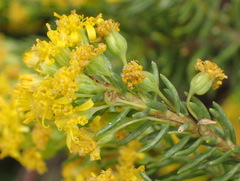 Euryops annae