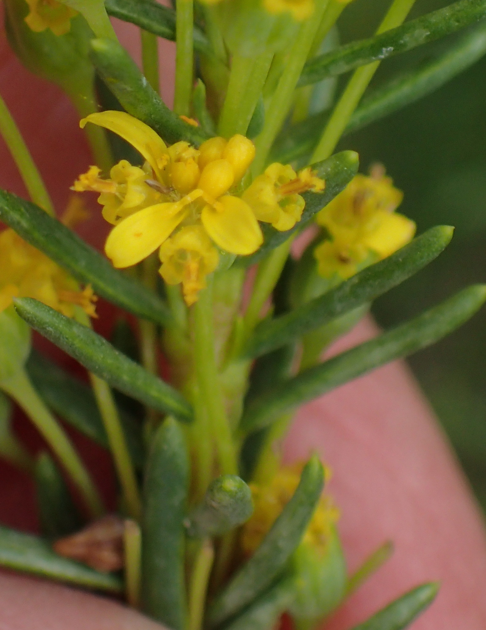 Small True-Eye (Euryops annae)