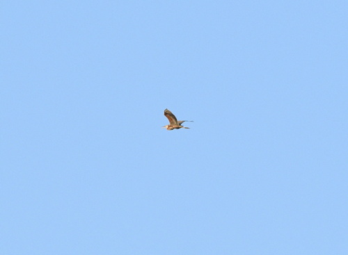 Purple Heron