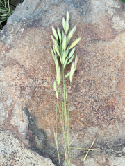 Bromus lanceolatus