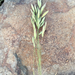 Large-headed Brome - Photo (c) Uriah Resheff, some rights reserved (CC BY-NC), uploaded by Uriah Resheff