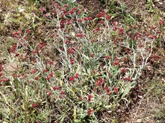 Helichrysum sanguineum