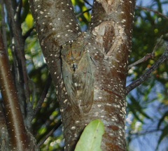 Platypleura capensis