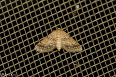 Idaea inclinata