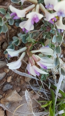 Astragalus chamaeleuce