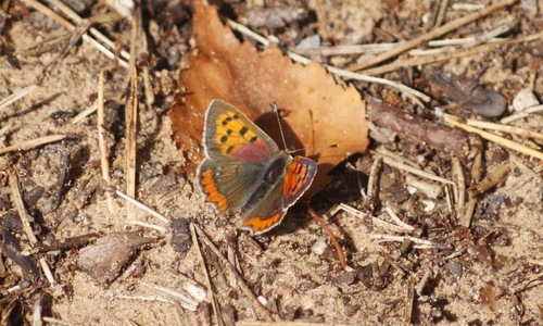 Small Copper