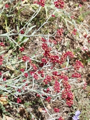 Helichrysum sanguineum