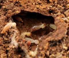 Microcerotermes