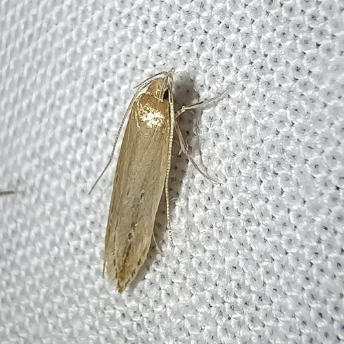 Shy Cosmet Moth, Drenthe, NL, photo 8 of 10