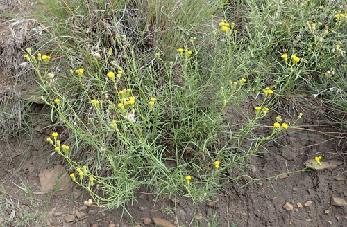 Image of Senecio leptophyllus by (c) Nicola van Berkel, some rights reserved (CC BY-SA)