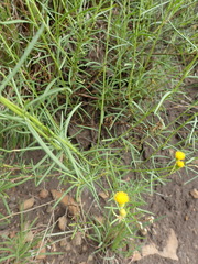 Senecio leptophyllus