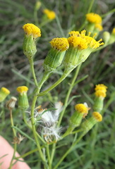 Senecio leptophyllus