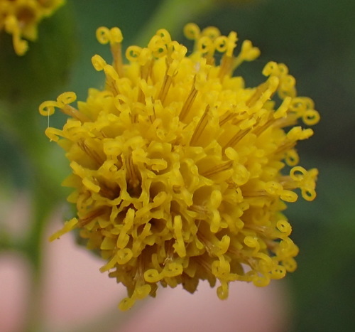 Image of Senecio leptophyllus by (c) Nicola van Berkel, some rights reserved (CC BY-SA)
