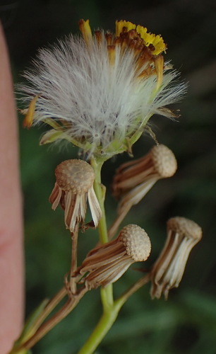 Image of Senecio leptophyllus by (c) Nicola van Berkel, some rights reserved (CC BY-SA)