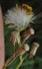 Senecio leptophyllus