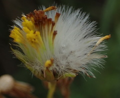 Senecio leptophyllus
