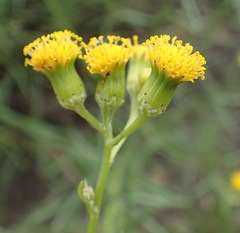 Senecio leptophyllus