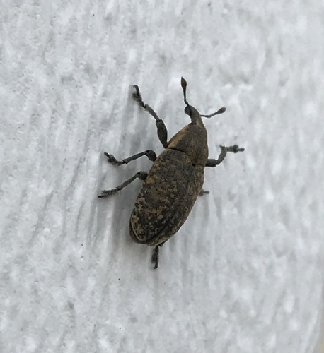 Canada Thistle Bud Weevil