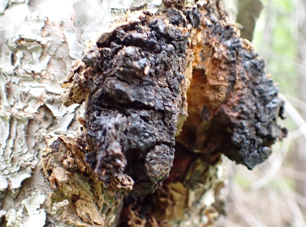 chaga · August 2026 · photo: Photo: no rights reserved · iNaturalist