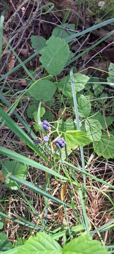 European dewberry