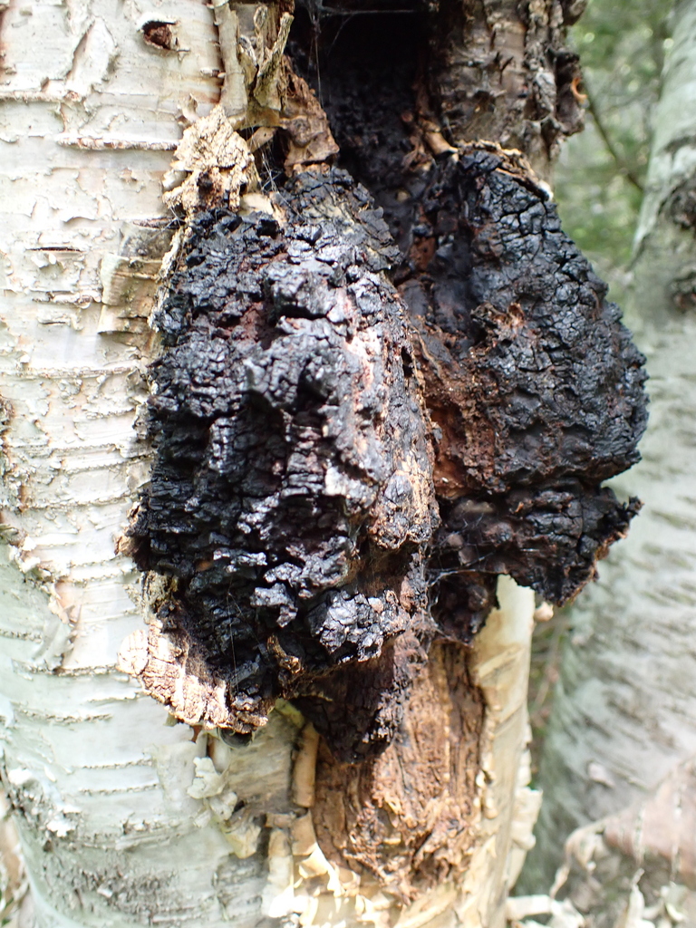 chaga · August 2026 · photo: Photo: no rights reserved · iNaturalist