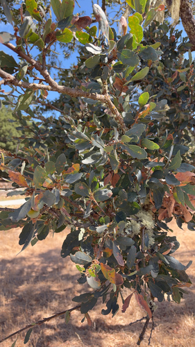 Blue Oak seen in Sonoma Valley