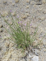 Penstemon thurberi