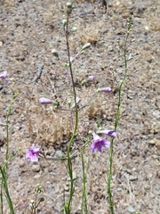 Penstemon thurberi