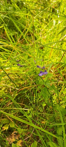 Marsh Skullcap