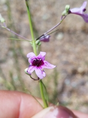 Penstemon thurberi