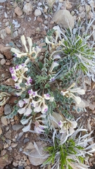 Astragalus chamaeleuce