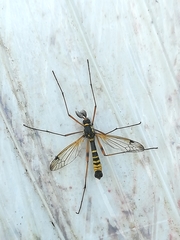 Ctenophora flaveolata