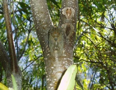 Platypleura capensis